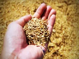 KKR-backed Advanta to acquire Egypt-based seed company