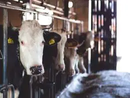 Multiples PE-backed Zenex, EQT look to bag stake in local animal nutrition firm