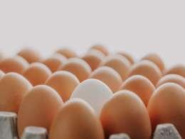 Egg brand Henfruit in talks with investors for maiden funding round