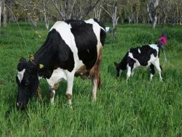 Milking their way to success