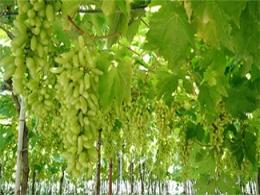 Temasek could make a neat profit in Godrej Agrovet IPO