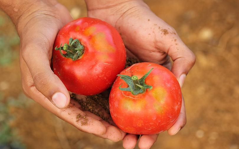 This startup lets urbanites play FarmVille on real agricultural land