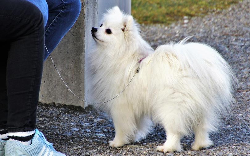 Angel investors back pet care startup PetSutra