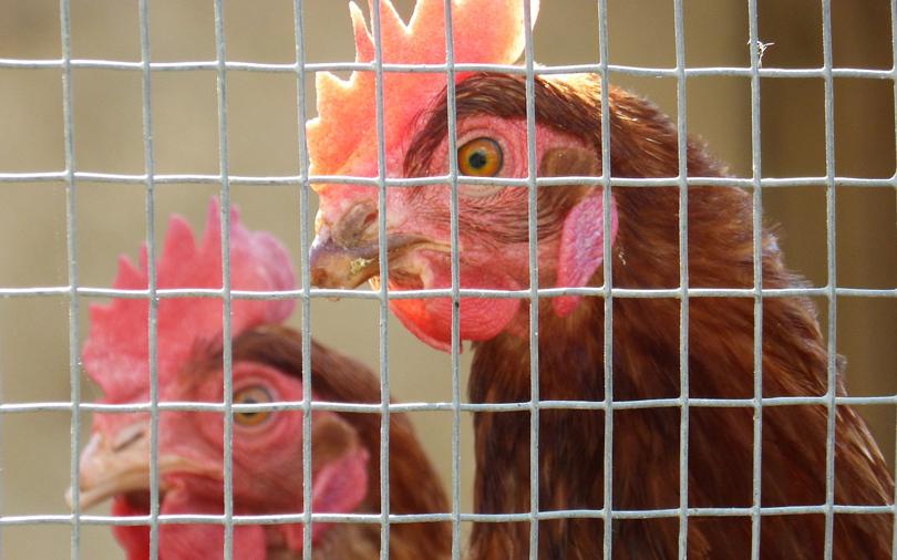 Angel investors back agri startup Eggoz