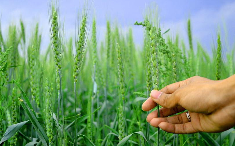 LT Foods set to raise private equity funding for organic products arm