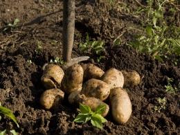 Accel, others pump fresh funds into B2B marketplace Ninjacart