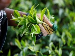 Mcleod Russel to fully exit Rwanda tea estate