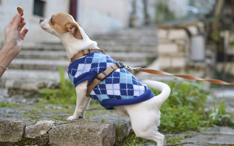 Pet products firm Heads Up For Tails pockets big pre-Series A funding cheque