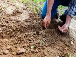 Crystal Crop Protection, once backed by Everstone, to acquire Bayer India's four hybrid seeds biz