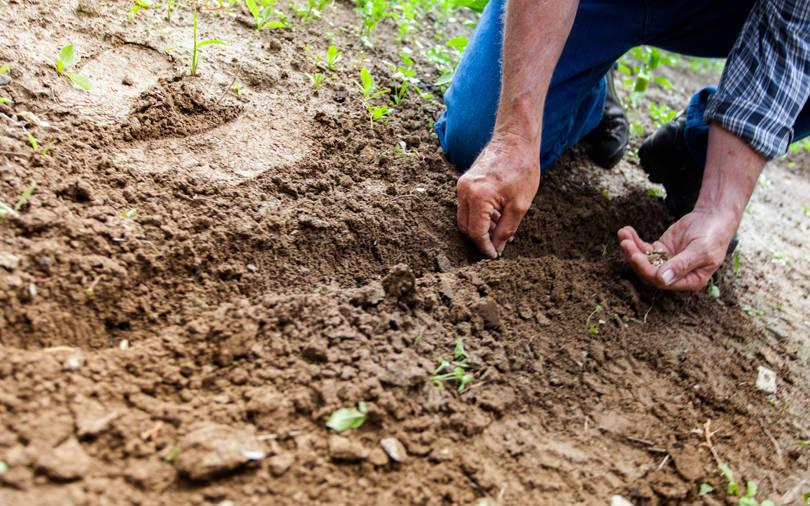 IFC to invest in seed producer Mahyco India’s overseas unit