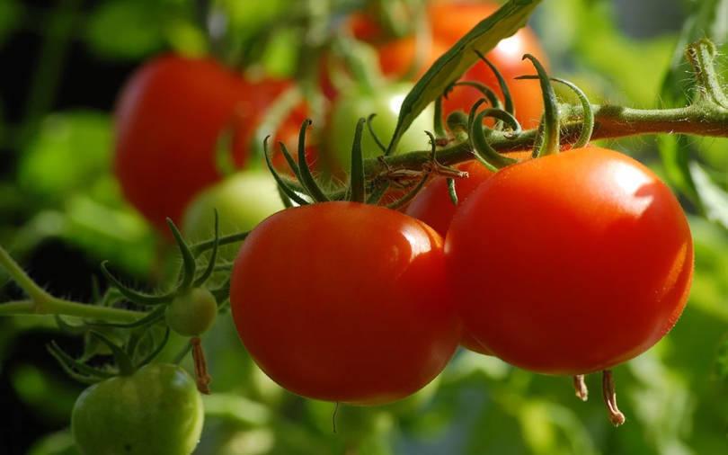 Saama Capital leads Series A funding in agri-tech startup Intello Labs