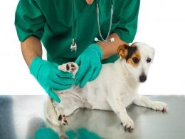 Multiples-led consortium to buy an animal health biz of Zydus Cadila
