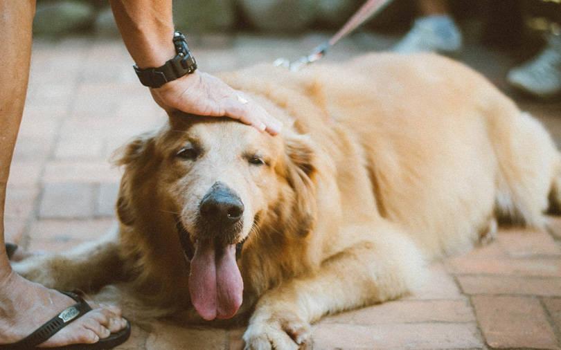 Fireside Ventures set to invest $10 mn in VC-backed pet care platform