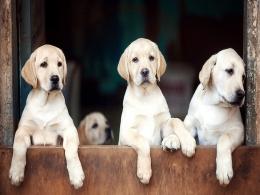 Bottomline: Drools Pet Food crosses $100 mn in revenue but margins under pressure