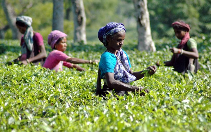 Mcleod Russel to sell 12 tea estates for $70 mn