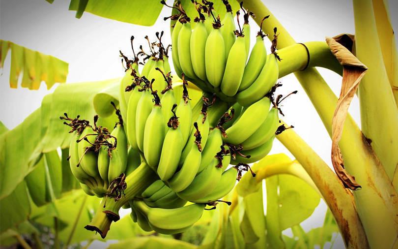 Pioneering Ventures to take full control of Indian banana producer